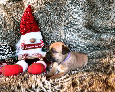 Les chiots de Staffordshire Bull Terrier