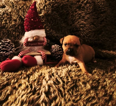 Les chiots de Staffordshire Bull Terrier