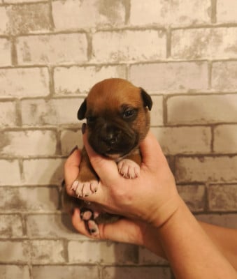Les chiots de Staffordshire Bull Terrier