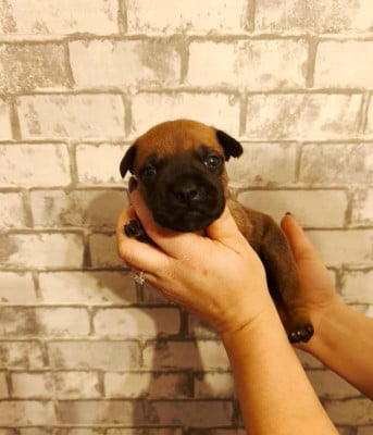 Les chiots de Staffordshire Bull Terrier