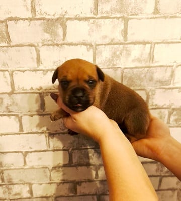 Les chiots de Staffordshire Bull Terrier