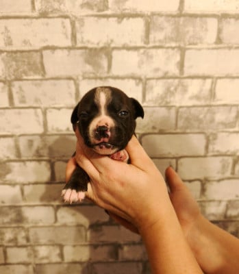Les chiots de Staffordshire Bull Terrier