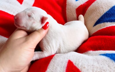Les chiots de Bull Terrier Miniature