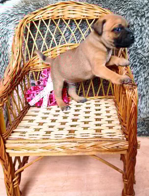 Les chiots de Staffordshire Bull Terrier