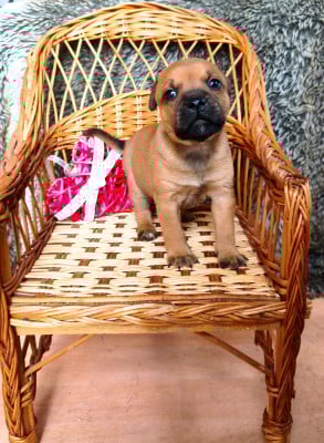 Les chiots de Staffordshire Bull Terrier