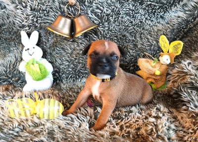 Les chiots de Staffordshire Bull Terrier