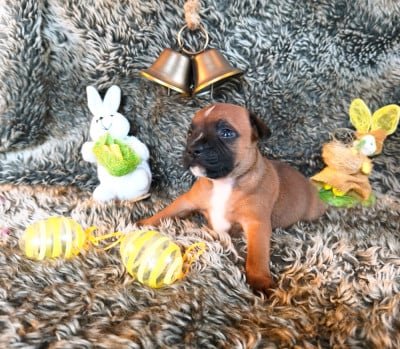 Les chiots de Staffordshire Bull Terrier