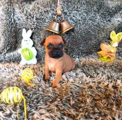 Les chiots de Staffordshire Bull Terrier