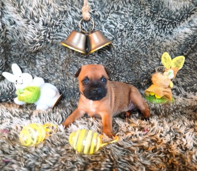 Les chiots de Staffordshire Bull Terrier