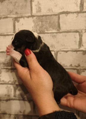 Les chiots de Bull Terrier Miniature