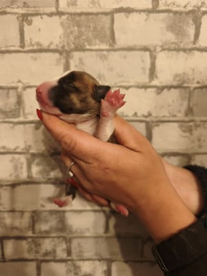 Les chiots de Bull Terrier Miniature