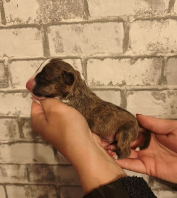 Les chiots de Bull Terrier Miniature
