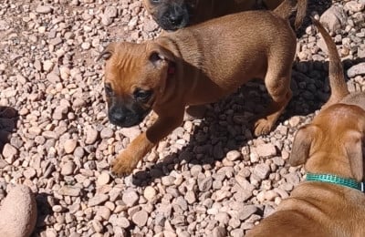 Les chiots de Staffordshire Bull Terrier