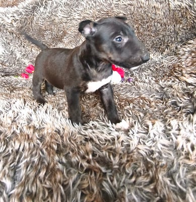 Les chiots de Bull Terrier Miniature