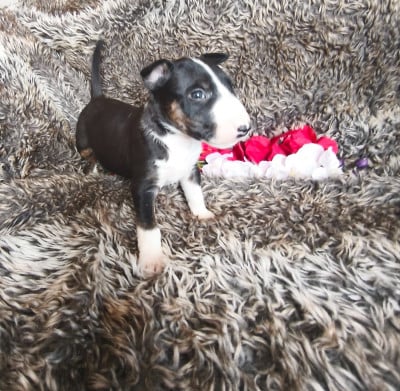 Les chiots de Bull Terrier Miniature