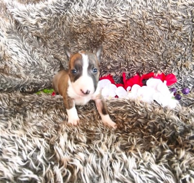 Les chiots de Bull Terrier Miniature