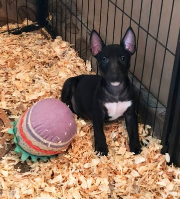 Les chiots de Bull Terrier Miniature