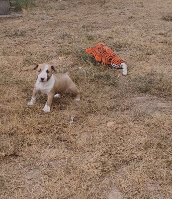 Les chiots de Bull Terrier Miniature