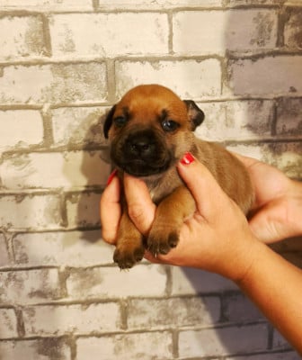 Staffordshire Bull Terrier