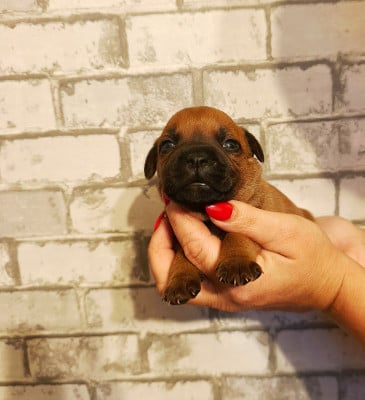 Les chiots de Staffordshire Bull Terrier