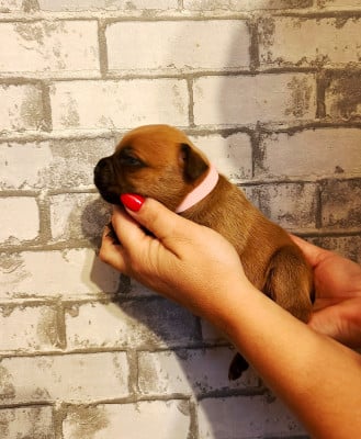 Les chiots de Staffordshire Bull Terrier