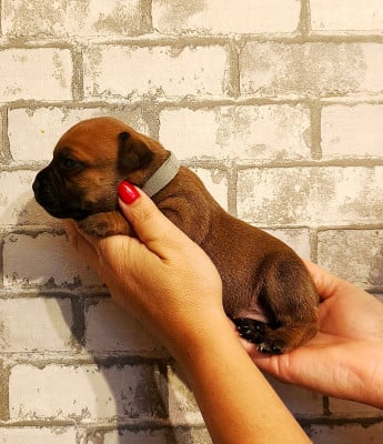Les chiots de Staffordshire Bull Terrier