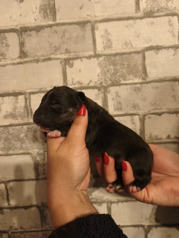 Bull Terrier Miniature - Of Secret's Sources
