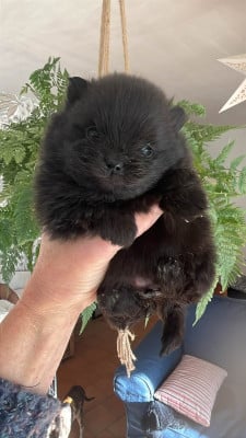 Les chiots de Spitz allemand