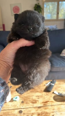 Les chiots de Spitz allemand