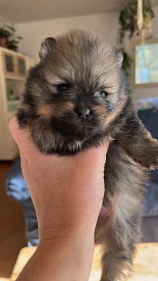 Les chiots de Spitz allemand