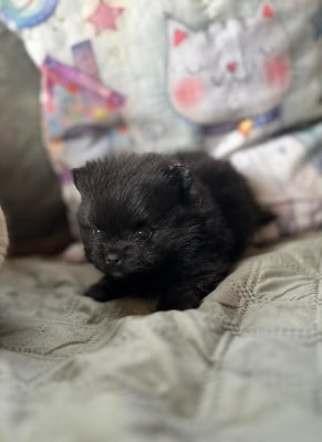 Les chiots de Spitz allemand