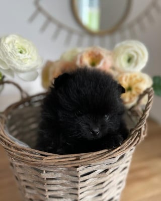 Les chiots de Spitz allemand