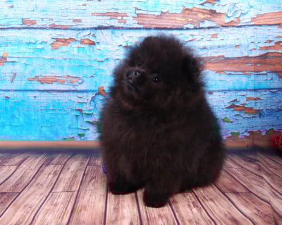 Les chiots de Spitz allemand