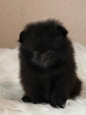 Les chiots de Spitz allemand