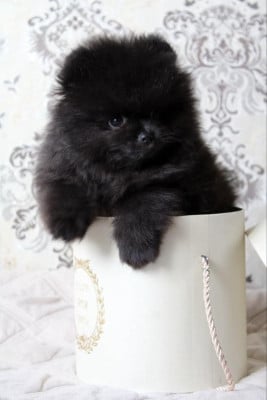 Les chiots de Spitz allemand