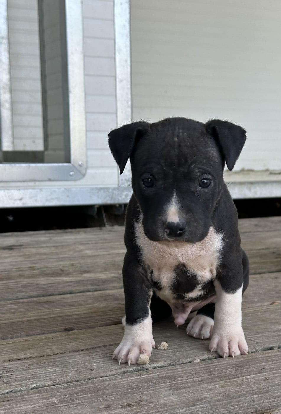 Chiot N°2 - American Staffordshire Terrier