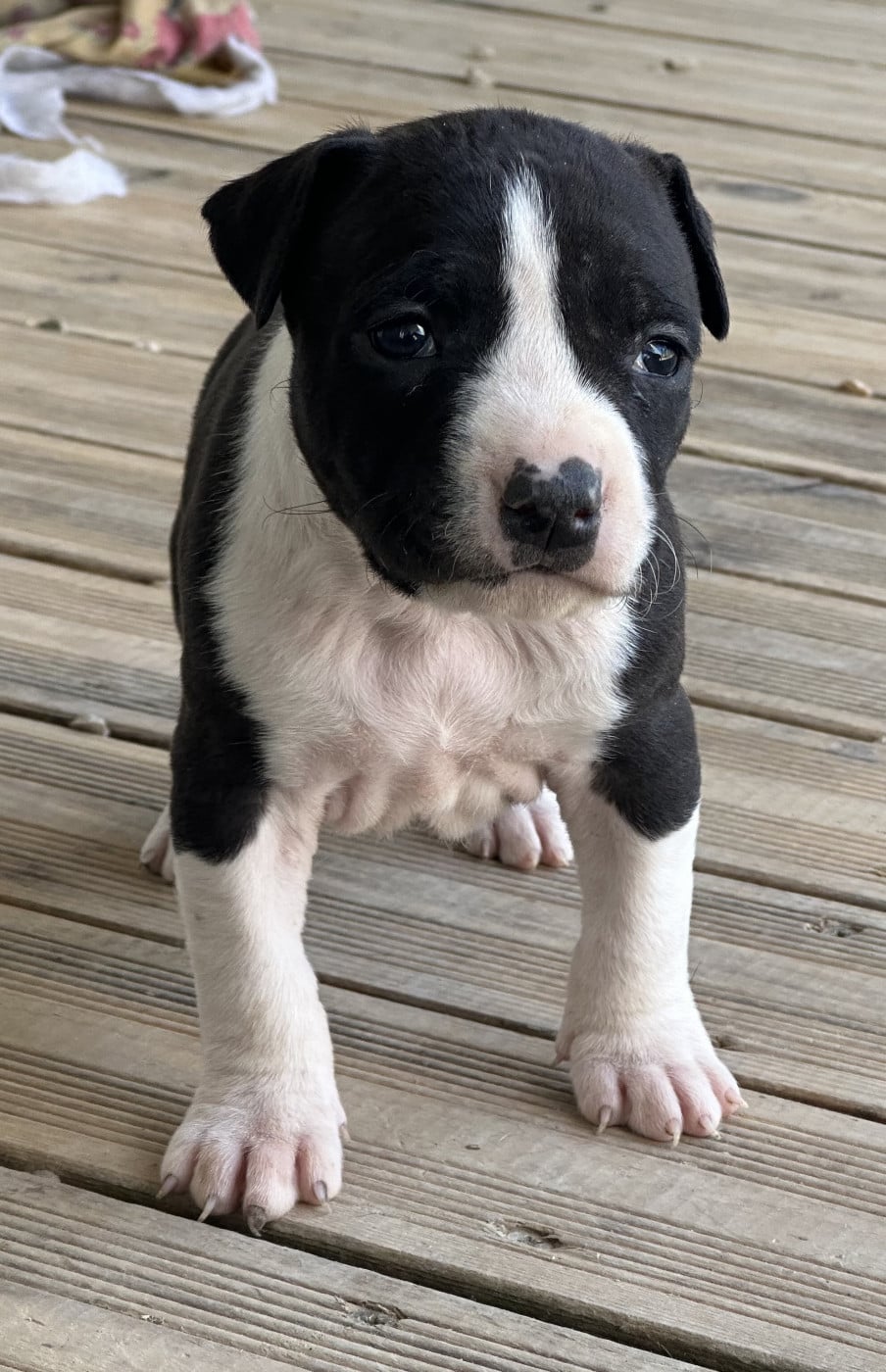 Chiot N°4 - American Staffordshire Terrier