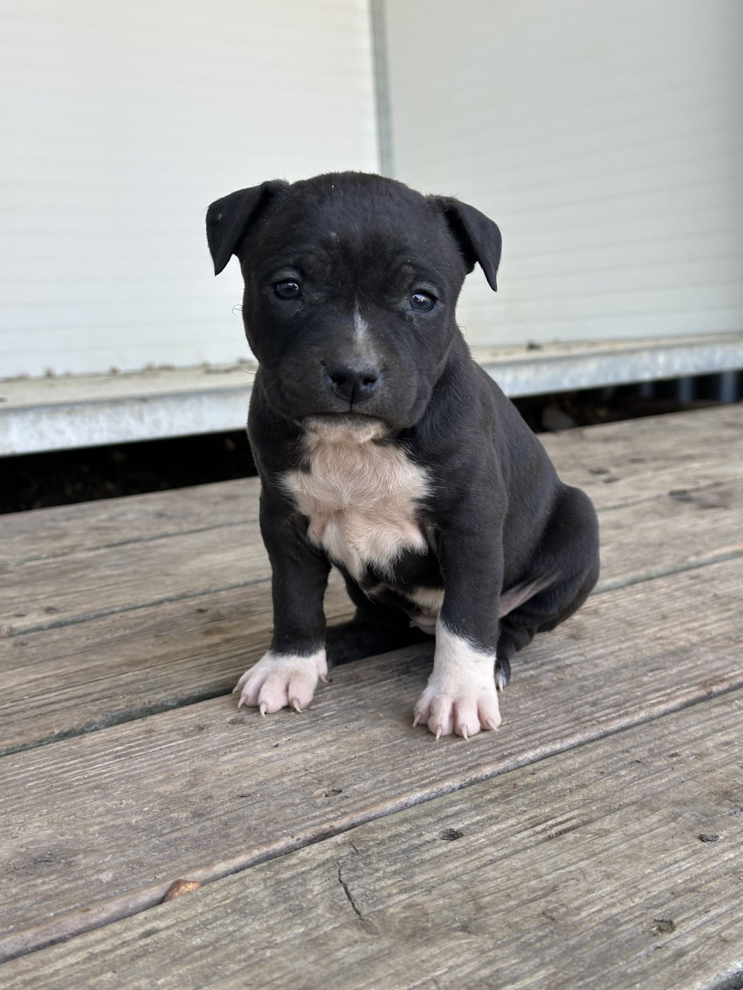 Chiot N°7 - American Staffordshire Terrier