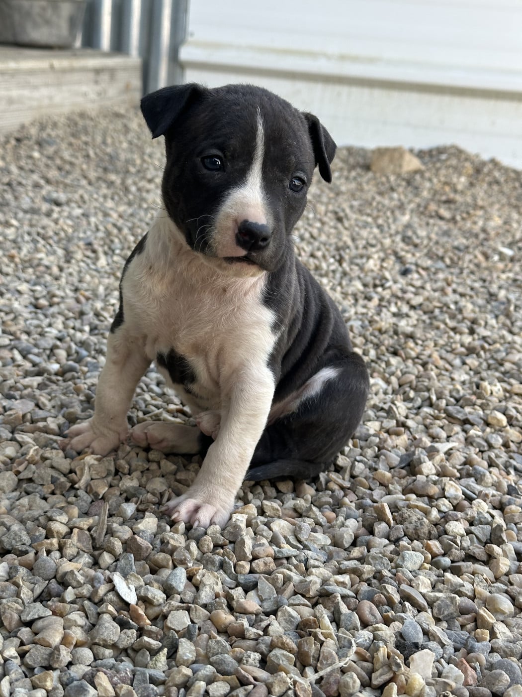 Chiot N°8 - American Staffordshire Terrier