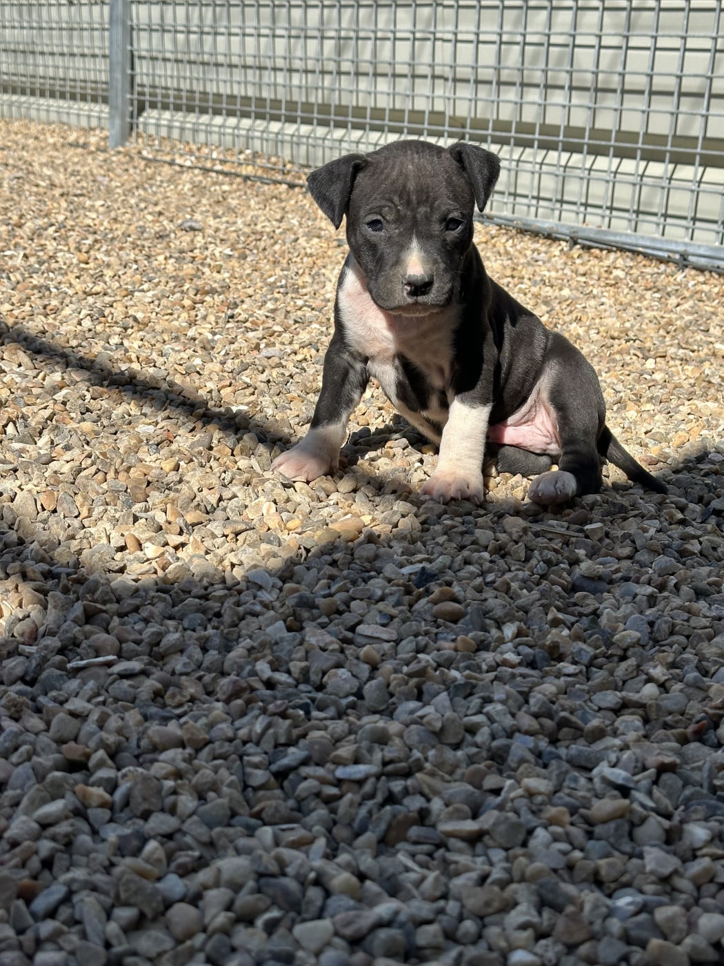 Chiot N°9 - American Staffordshire Terrier