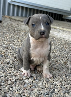 American Staffordshire Terrier