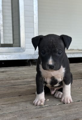 Chiot N°2 - American Staffordshire Terrier