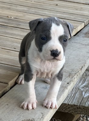 Chiot N°3 - American Staffordshire Terrier