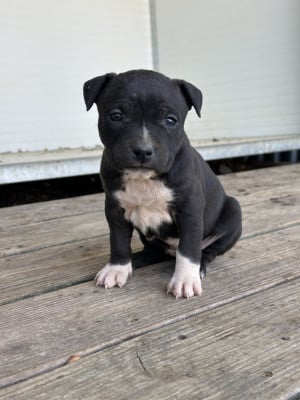 Chiot N°7 - American Staffordshire Terrier