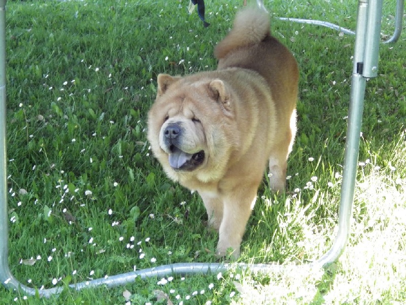 H'yoshi fawn dream du Yang tse Kiang