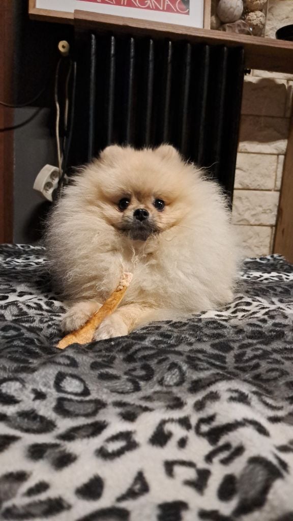 Valentino Of Lovely Blueberries