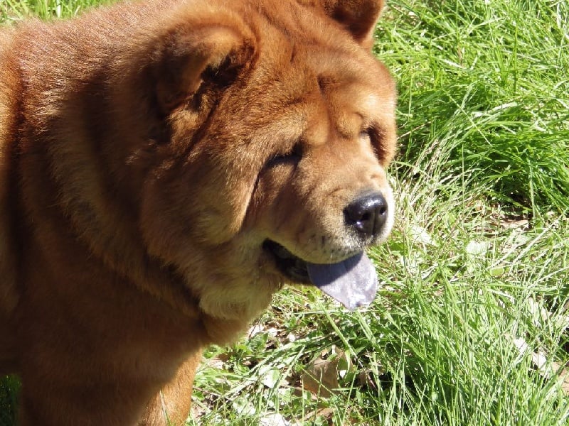 Ichiyo (dite ponyo) de l'Oeil du Cyclone