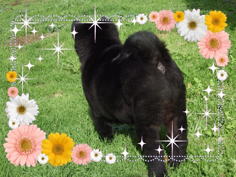 Publication : Of Lovely Blueberries Auteur : Of Lovely Blueberries kennel