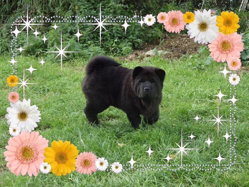 Publication : Of Lovely Blueberries Auteur : Of Lovely Blueberries kennel