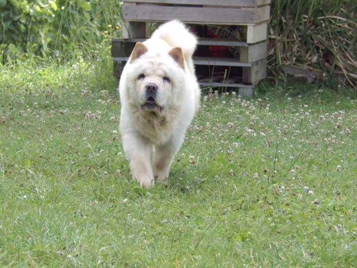 Lollipop Of Lovely Blueberries